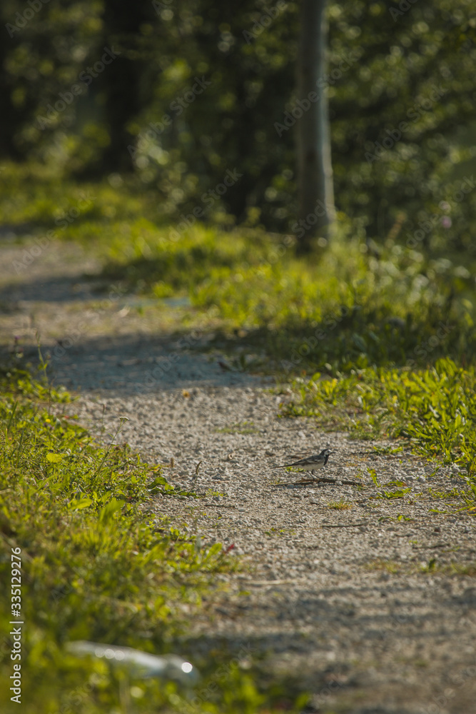 Tranquil lake of Soca river at Most na Soci in early morning. View from between the trees towards a gravel path next to the lake, with a bird visible