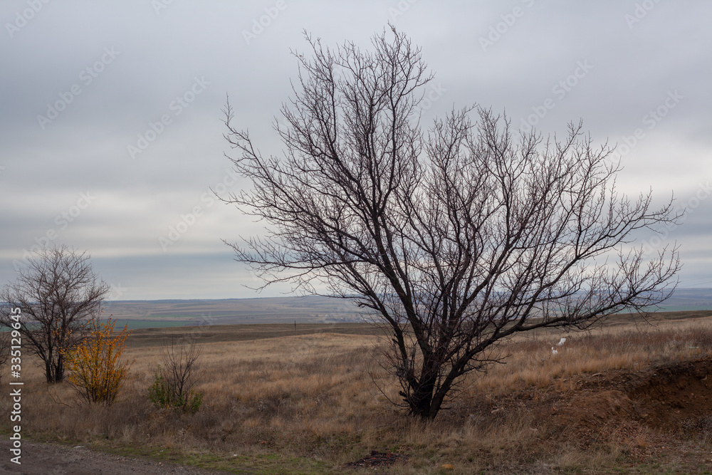Autumn lanscape in the steppes with tree