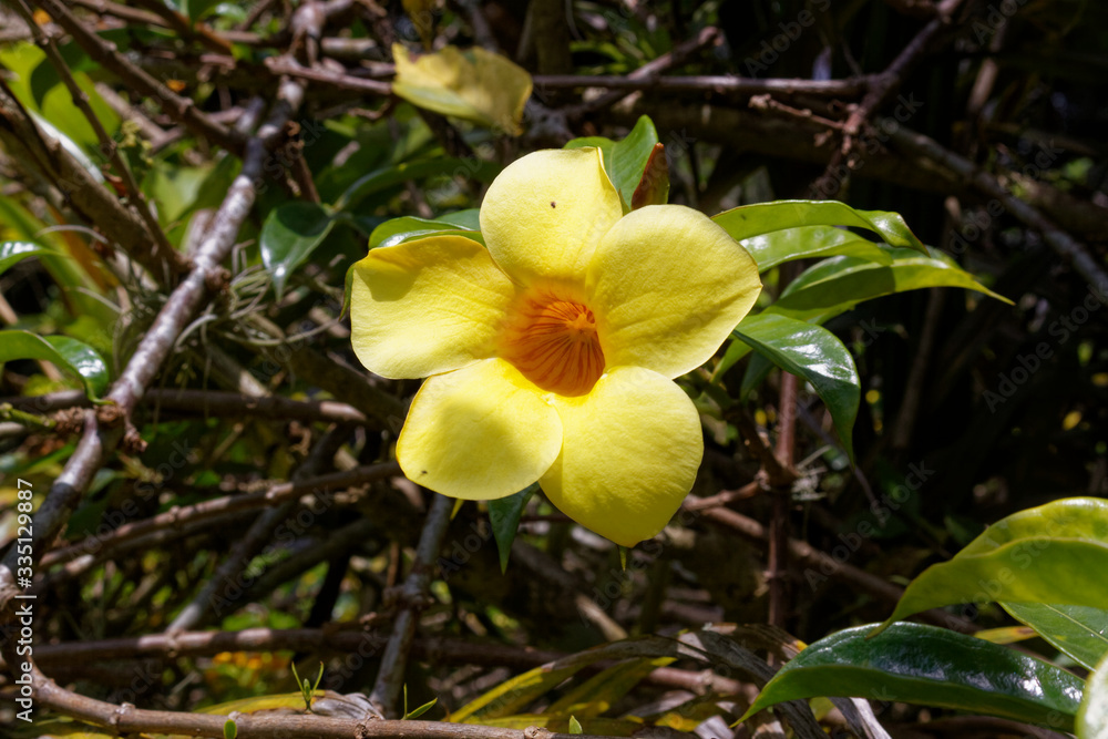 Allamanda cathartica, commonly called golden trumpet, trumpetvine or yellow allamanda Allamanda cathartica, commonly called golden trumpet, trumpetvine or yellow allamanda