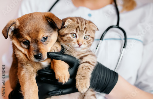 Veterinarian in black gloves with a dog and a cat in his hands photo