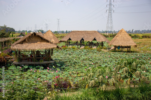 A beautiful view of lotus flower field at Siem Reap, Cambodia.