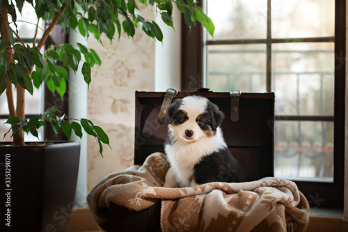 fluffy and cute puppy of an australian shepherd. Dog at home in the chest by the window. © annaav