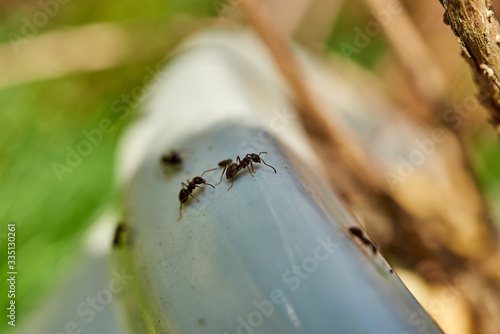 Common black ants crawling over a garden planting pot.