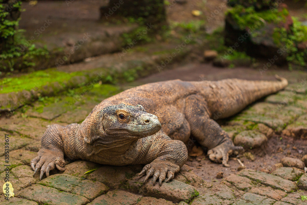 Komodo Dragon Komodo Dragon