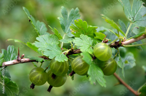 gooseberries on a bush in the garden close-up