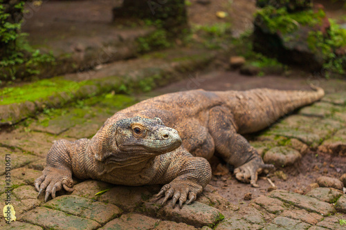 Fototapeta Naklejka Na Ścianę i Meble -  Komodo Dragon