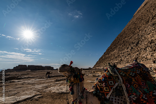 camel in the desert photo