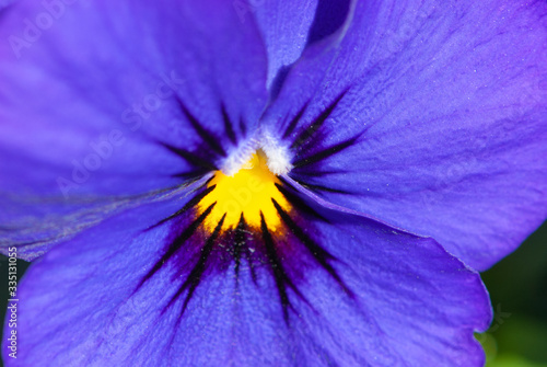 Fototapeta Naklejka Na Ścianę i Meble -  Big bang of colours as background in the heart of close-up wild pansy flower