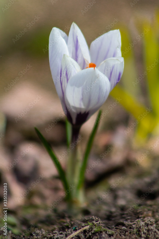 White and Purple Crocus Flower White and Purple Crocus Flower