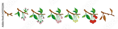 Cherry stages of growth illustration