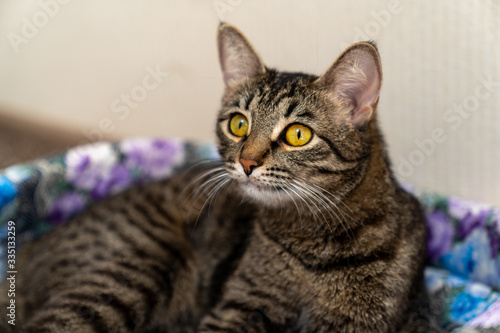 european shorthair cat resting in its crib