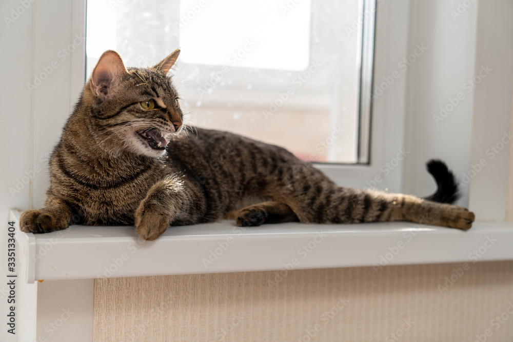 European shorthair cat resting on the window European shorthair cat resting on the window