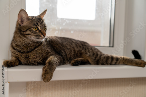 European shorthair cat resting on the window
