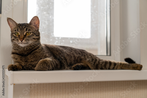 European shorthair cat resting on the window