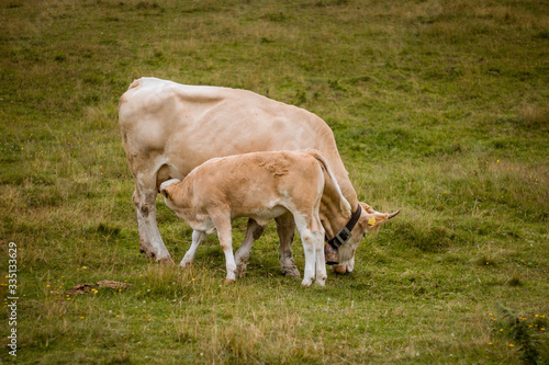 cow in a field, Velika planina, slovenia
