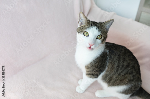 Cute young domestic tabby cat meowing with open mouth, sitting on pink couch, looking at camera. Selective focus, copy space