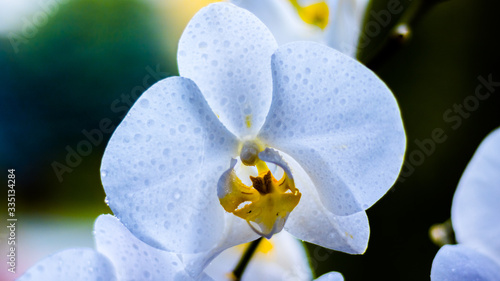 White orchide with drops of water