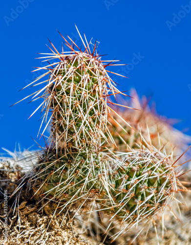 A Cactus at Painted Mines Interpretive Park in Colorado. photo