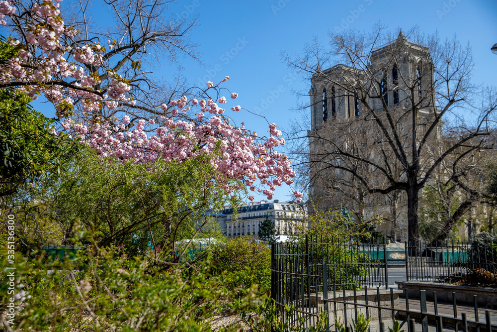 Paris, France - April 1, 2020: Cherry blossoms and Cathedral Notre Dame in background in Paris, France