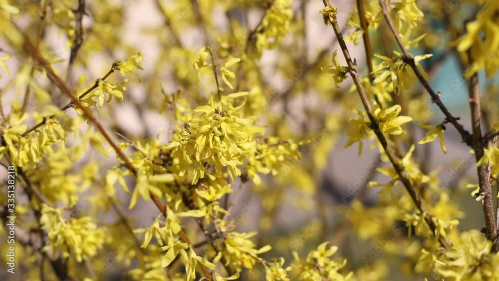 Spring easter background. Beautiful blooming Forsythia bushes. Forsythia inflorescences on a blurred background. Spring flowers. Beautiful flower garden. Abstract blurred background. Blue background. Spring easter background. Beautiful blooming Forsythia bushes. Forsythia inflorescences on a blurred background. Spring flowers. Beautiful flower garden. Abstract blurred background. Blue background.