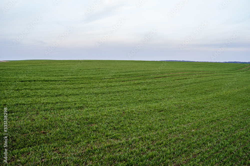 Young green wheat seedlings growing on a field. Agricultural field on which grow immature young cereals, wheat. Wheat growing in soil. Close up on sprouting rye on a field in sunset. Sprouts of rye.