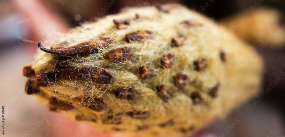 macro of dried plant bud macro of dried plant bud