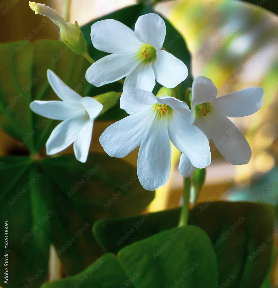 Fototapeta premium macro three white flowers