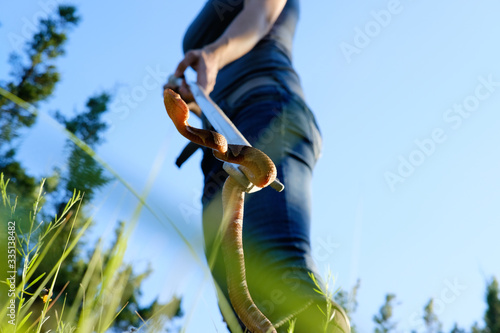 Photography Woman with venomous Copperhead snake caught during summer.