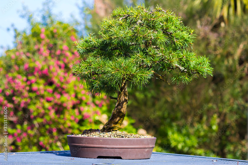 Informal upright Cedrus Libani bonsai Informal upright Cedrus Libani bonsai