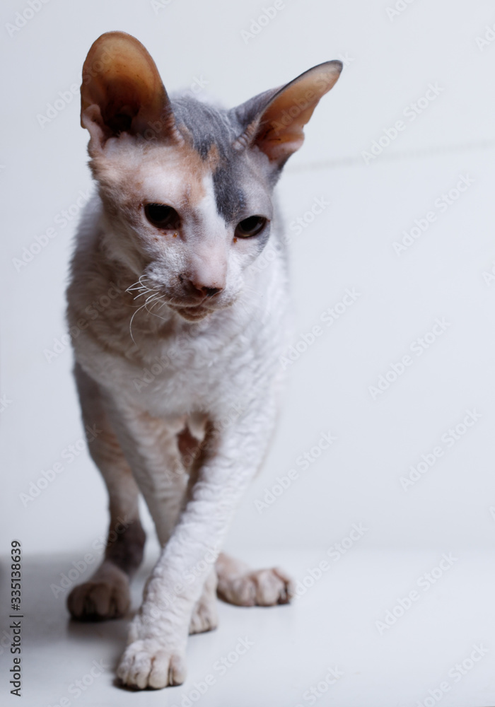 Cornish rex cat on a white background