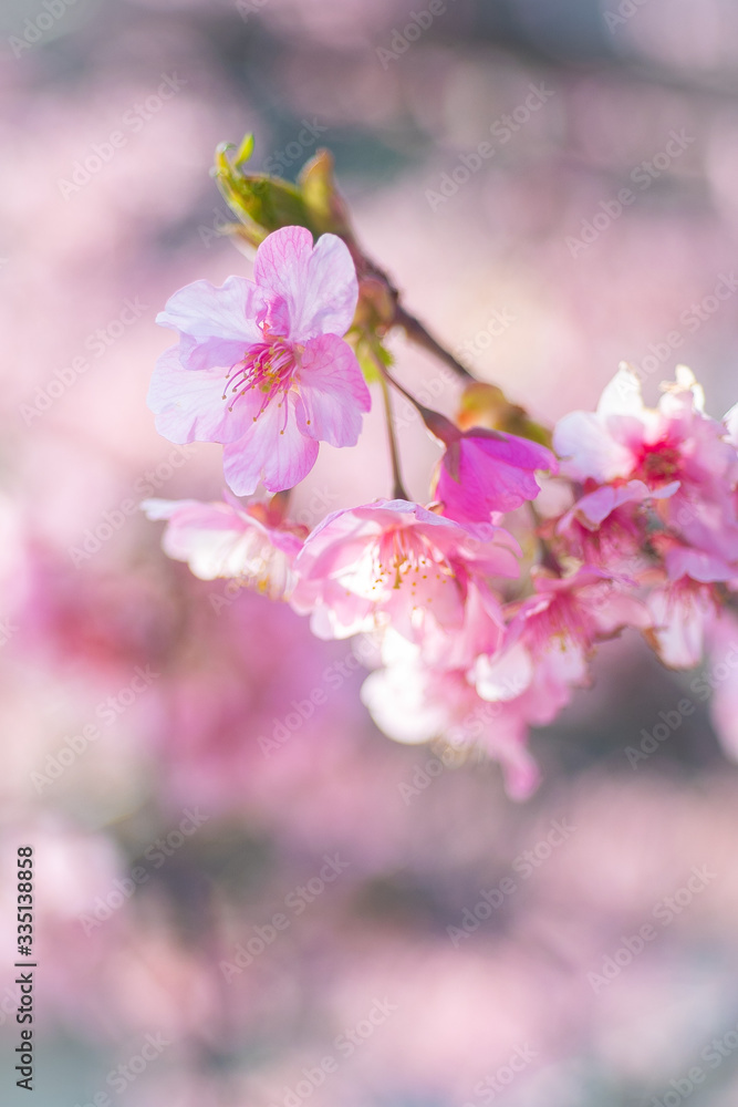 Cherry Blossom, Macro, Close-up, Bokeh, Kawazu-Zakura, Sakura, O-Hanami, Izu, Japan