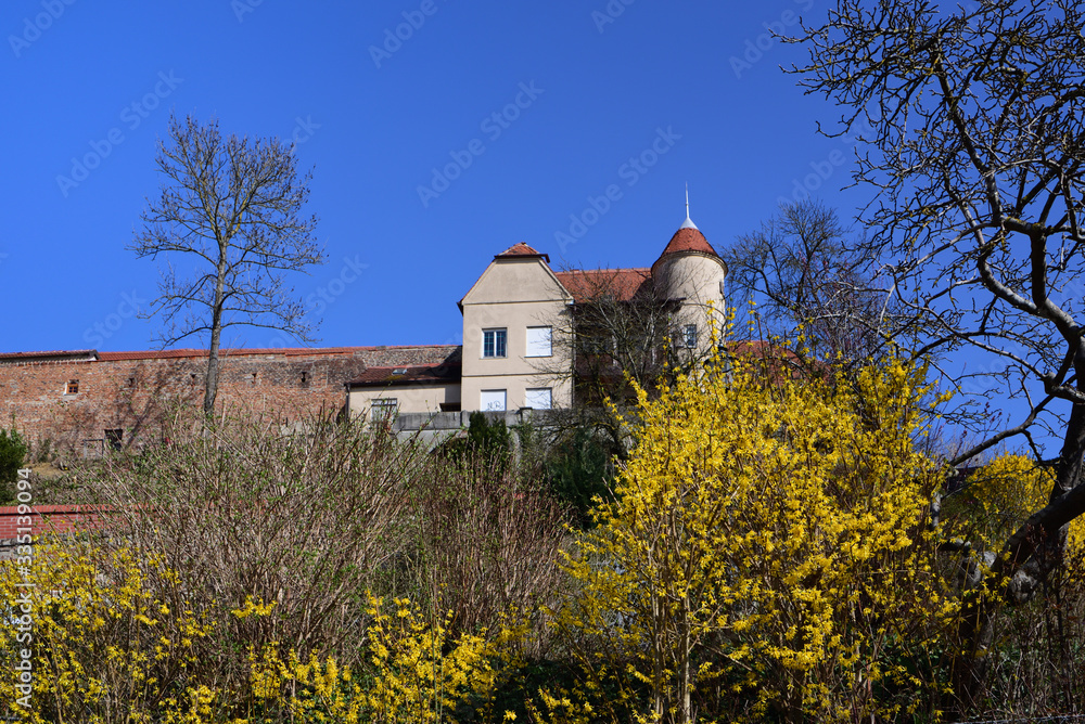 Old historic city wall of Friedberg in Bavaria in spring with blue sky and a bush with yellow forsyhtia that are blooming