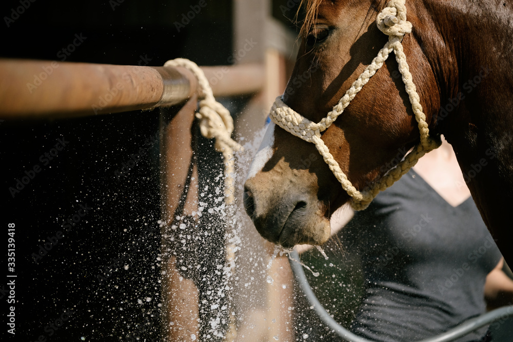 Obraz premium horse with water splash for bath