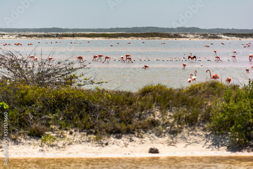 flamingos en las coloradas ycatan 