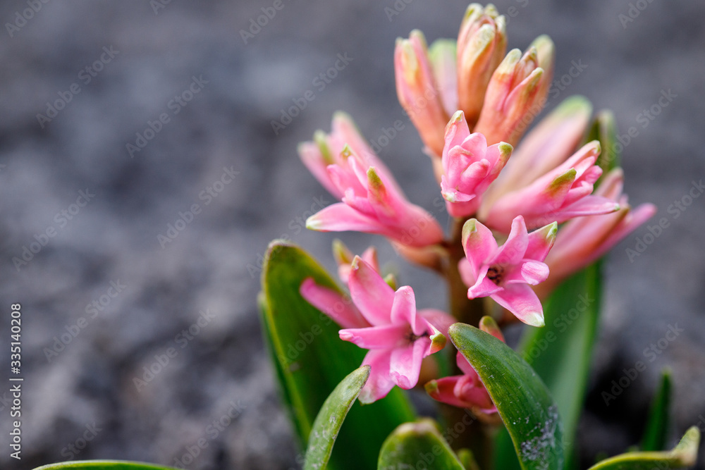Fototapeta premium Fresh early spring purple and pink hyacinth bulbs, grown in Land garden , gladiolus and hyacinth. Flowerbed with hyacinths. Spring Soil