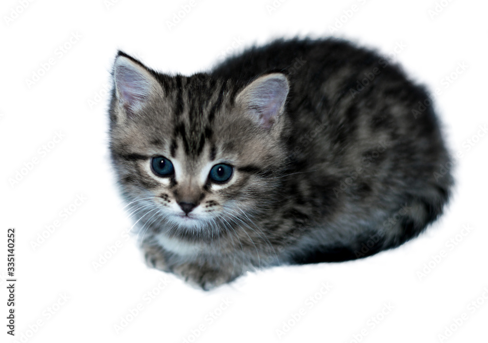 little gray kitten with blue eyes on an isolated white background little gray kitten with blue eyes on an isolated white background