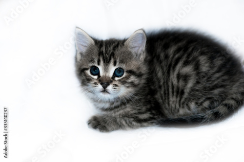 little gray kitten with blue eyes on an isolated white background