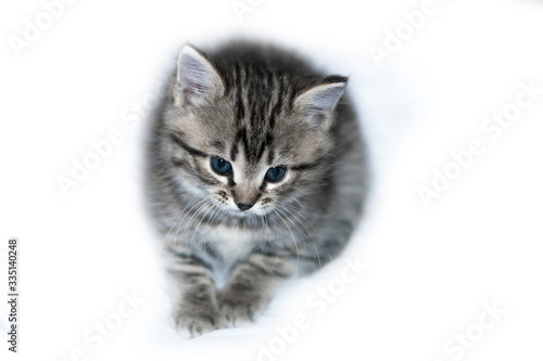 little gray kitten with blue eyes on an isolated white background