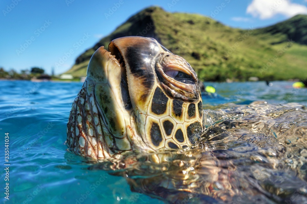 Beautiful Hawaiian Green Sea Turtle Takes a Breath 