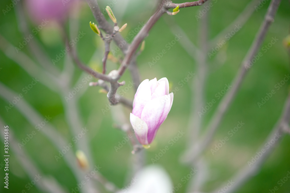 Japanese magnolia buds in spring Japanese magnolia buds in spring