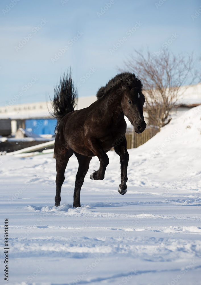 horse in snow