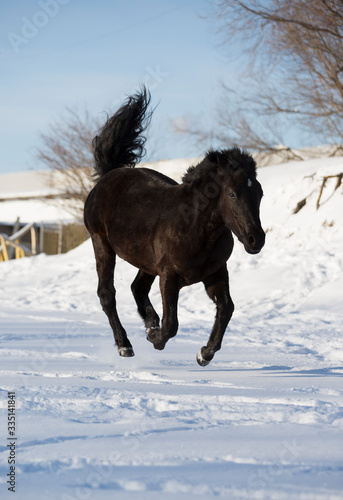 horse in snow