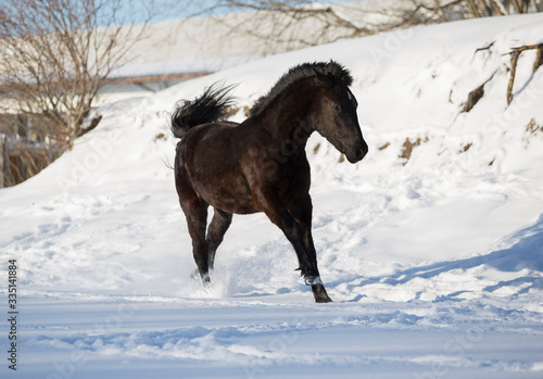 horse in snow © Daria