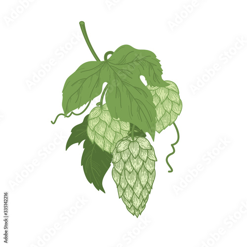 Hops vector isolated composition. Color Sketch of hop plant