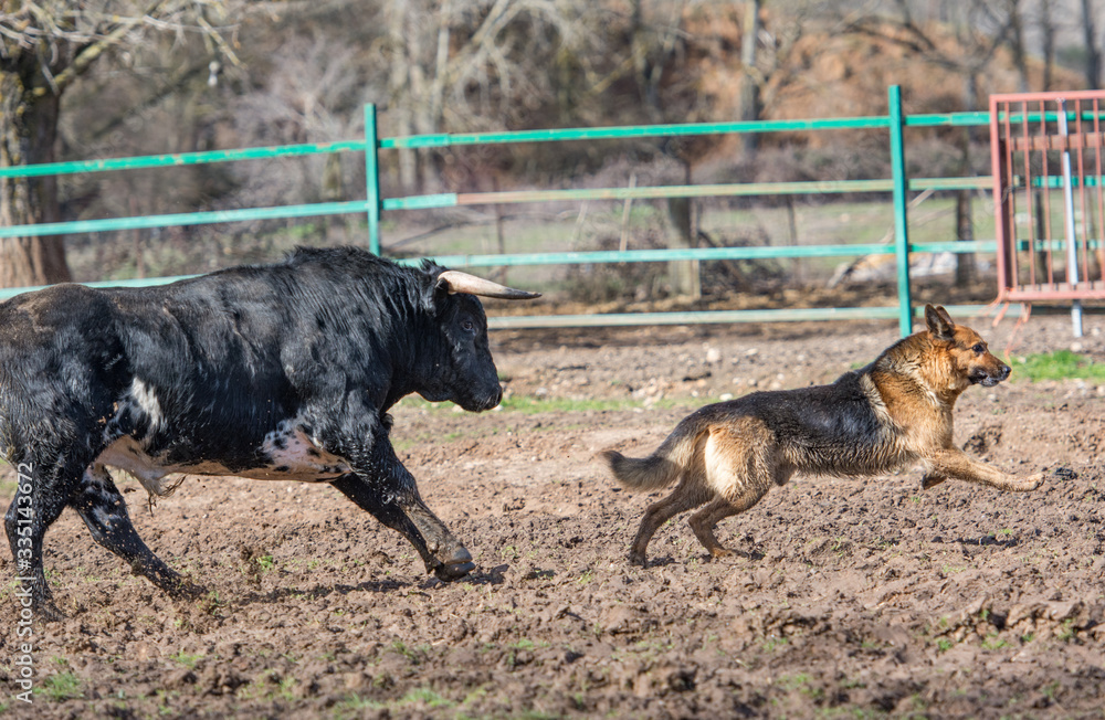 Un toro corre detrás de un perro Un toro corre detrás de un perro