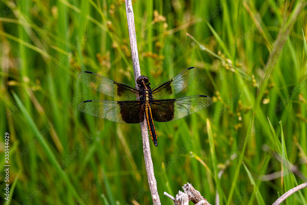 dragonfly on a stick in the park dragonfly on a stick in the park