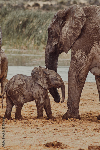 Elephant calf and mother at watering hole
