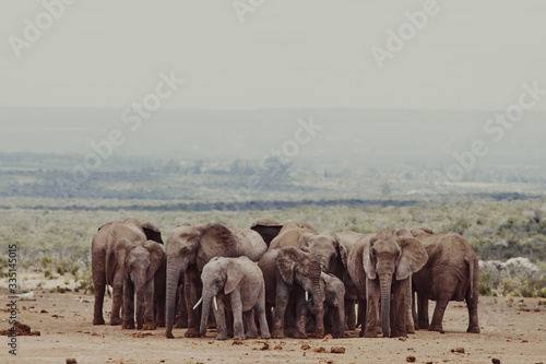Elephants gathered in circle