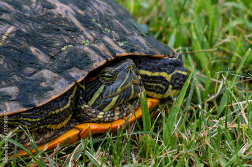 turtle in july on grass