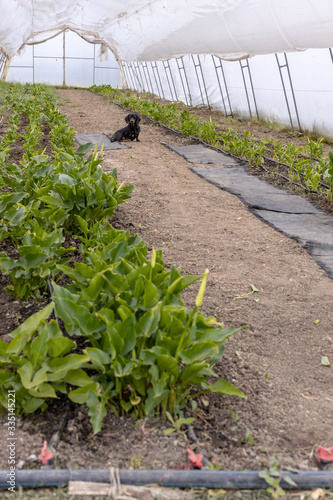 Greenhouse with white kalla flowers. Agriculture concept with flowers growing.